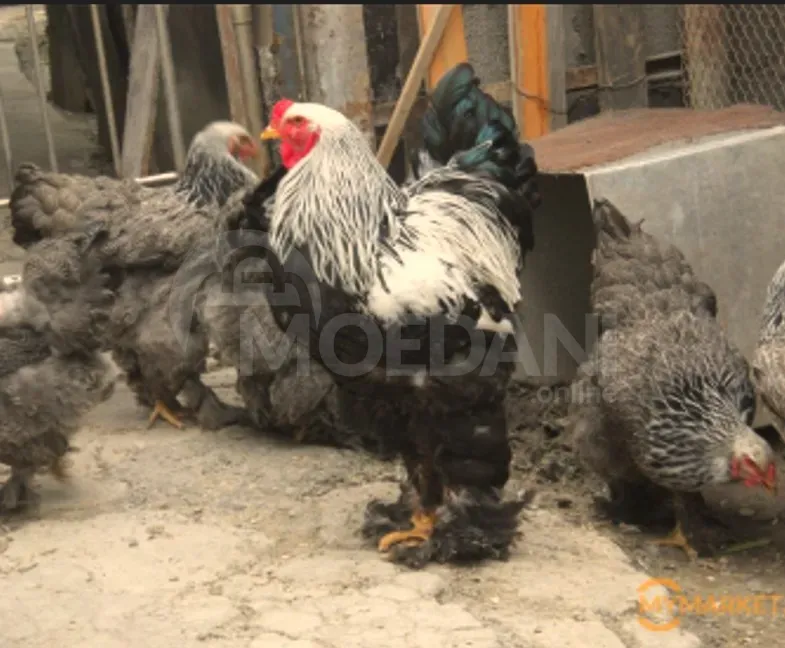 American Brahma Tbilisi - photo 1