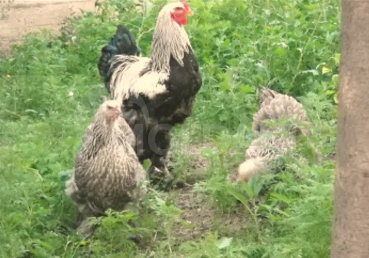 American Brahma Tbilisi - photo 3