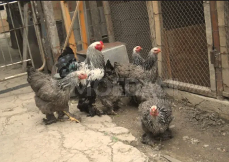 American Brahma Tbilisi - photo 2