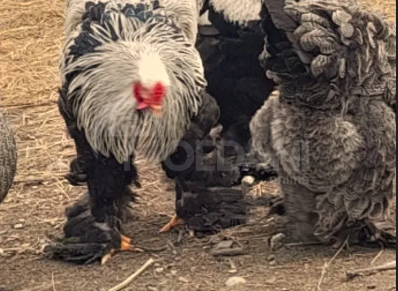 American Brahma Tbilisi - photo 4