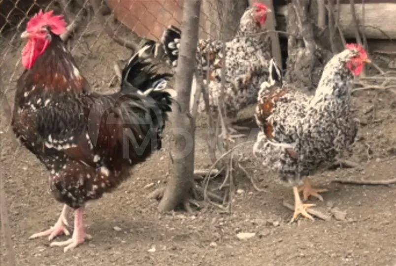 Vienna chickens Tbilisi - photo 4