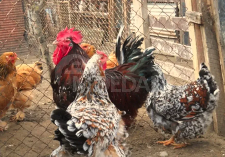 Vienna chickens Tbilisi - photo 2