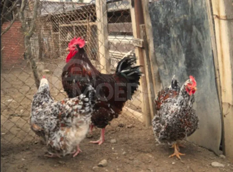 Vienna chickens Tbilisi - photo 3