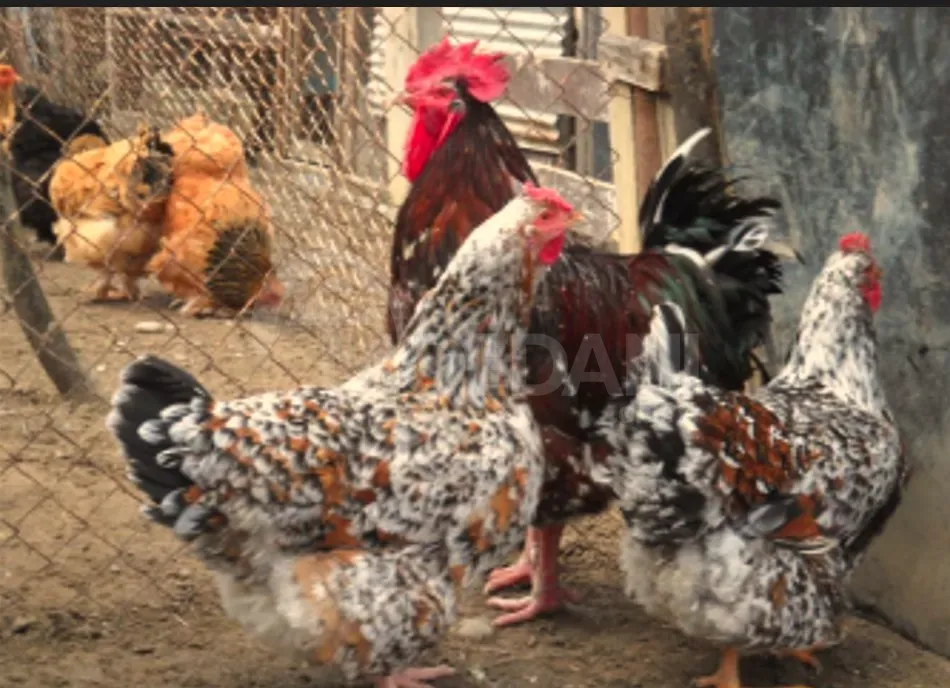 Vienna chickens Tbilisi - photo 1