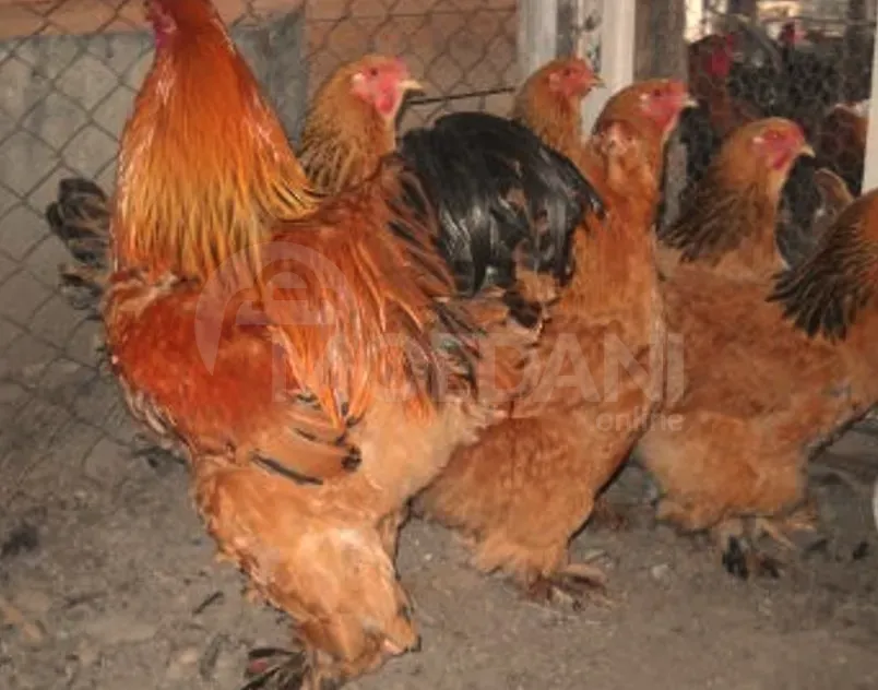 American Brahma Tbilisi - photo 2