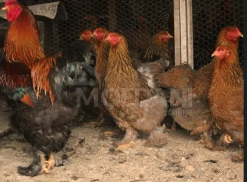 American Brahma Tbilisi - photo 1