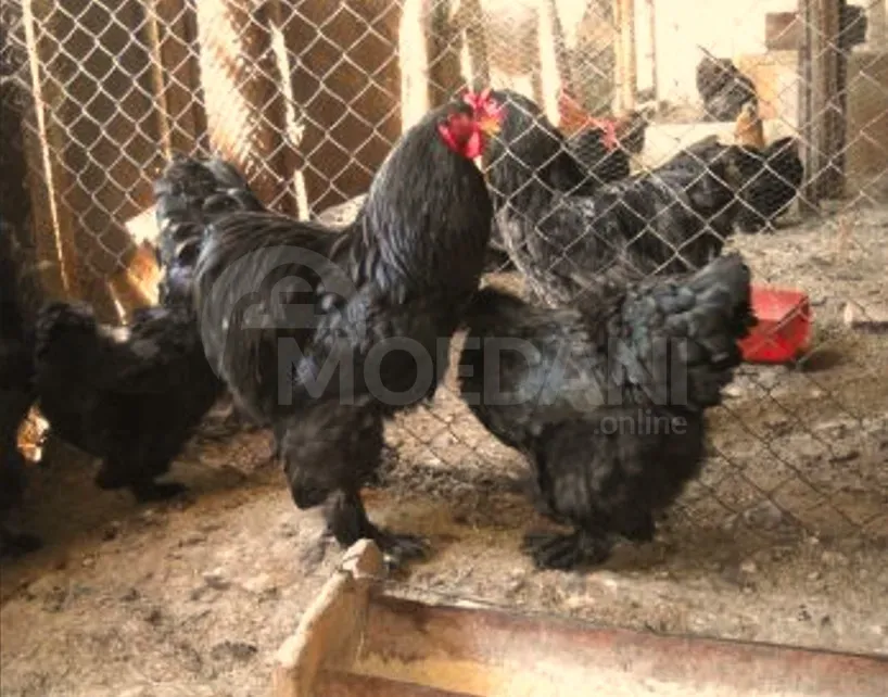 American Brahma Tbilisi - photo 6