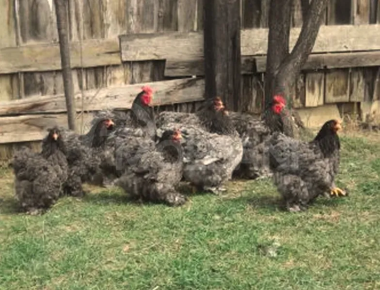 American Brahma Tbilisi - photo 4