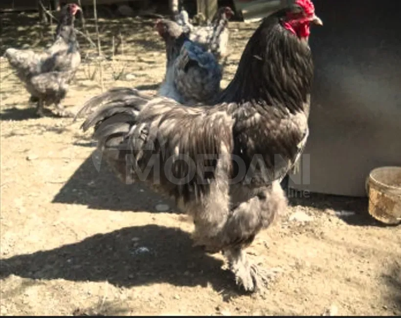 American Brahma Tbilisi - photo 5