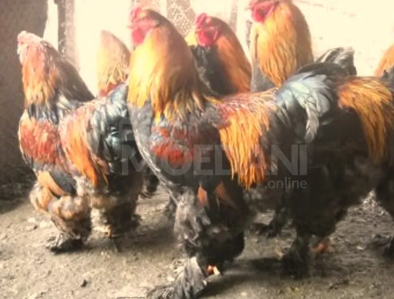 American Brahma Tbilisi - photo 3