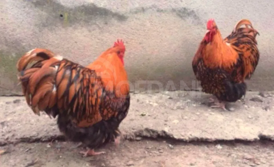 Orpinkton Atamlion and Orpinkton Mramorni Tbilisi - photo 4