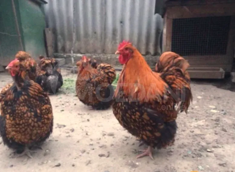 Orpinkton Atamlion and Orpinkton Mramorni Tbilisi - photo 2