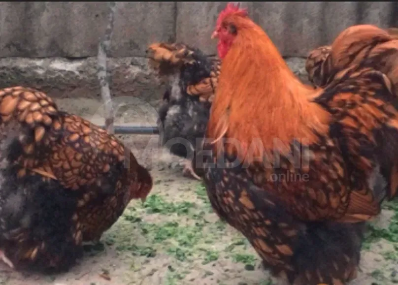 Orpinkton Atamlion and Orpinkton Mramorni Tbilisi - photo 1