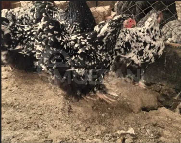 Orpinkton Atamlion and Orpinkton Mramorni Tbilisi - photo 3