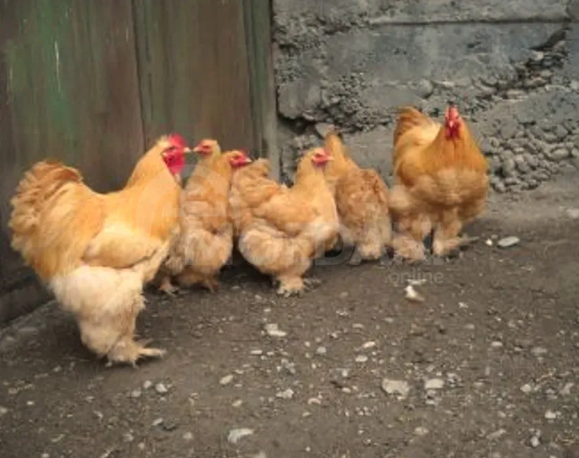 Purple cochineal Tbilisi - photo 3