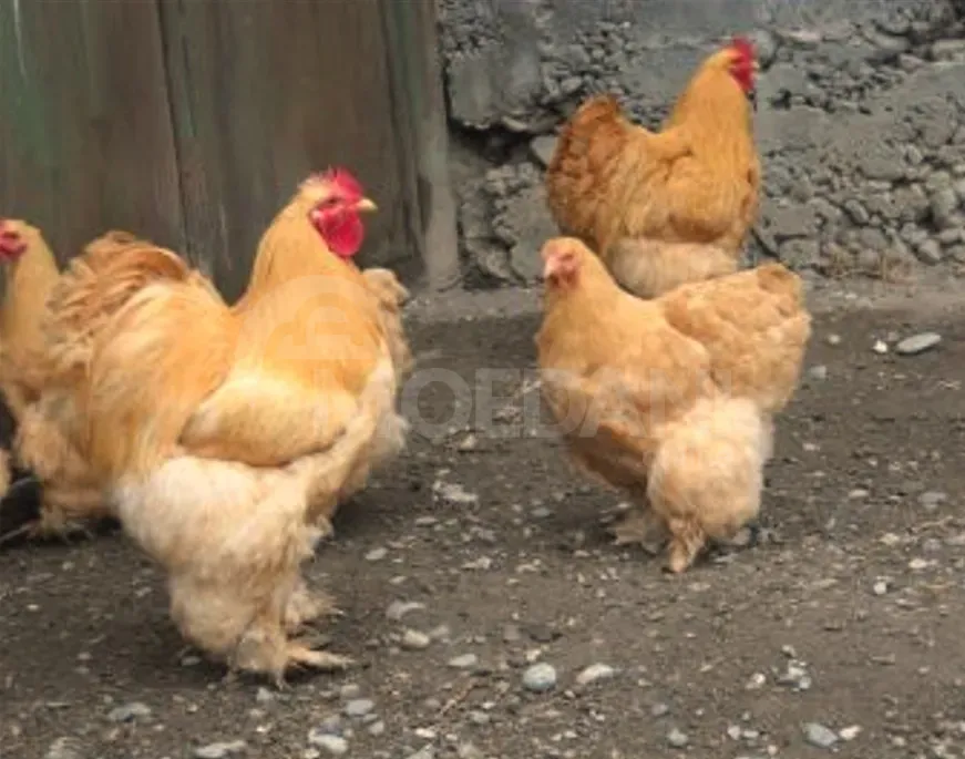 Purple cochineal Tbilisi - photo 4