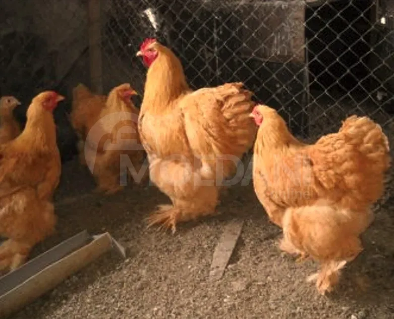 Purple cochineal Tbilisi - photo 1