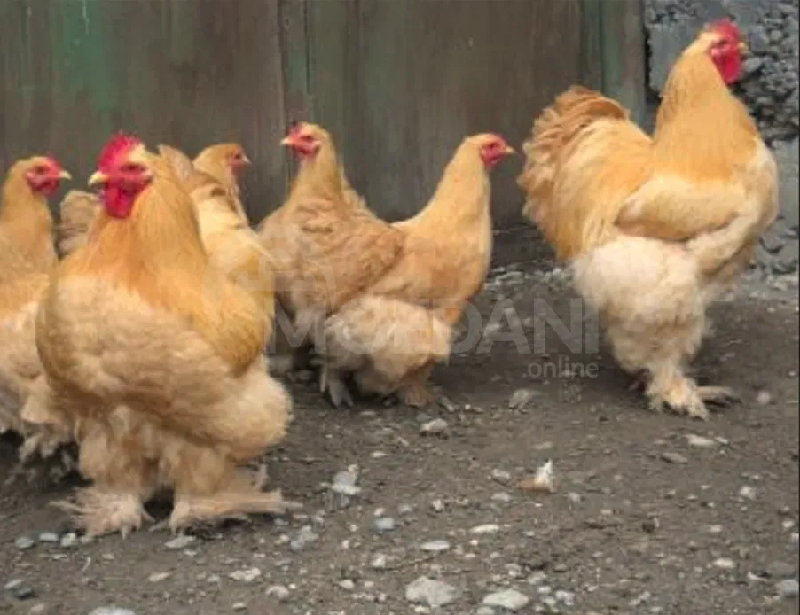 Purple cochineal Tbilisi - photo 2