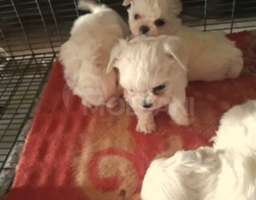 Მალტეზე თბილისი - photo 2