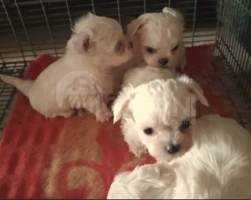 Მალტეზე თბილისი - photo 1