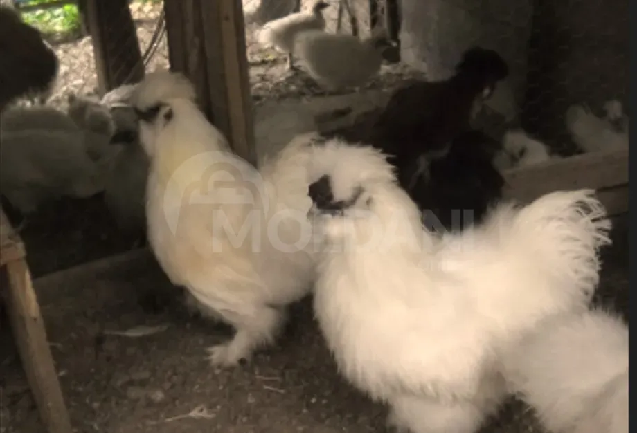 Silk chicken Tbilisi - photo 3