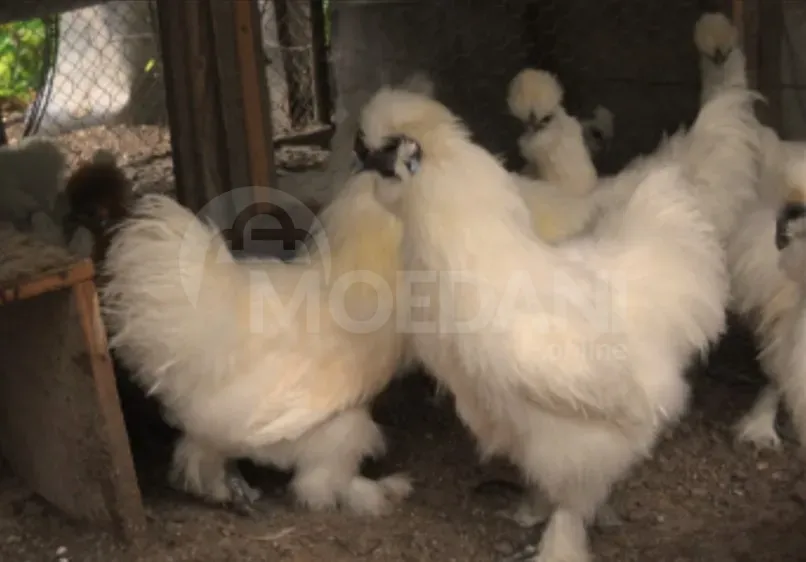 Silk chicken Tbilisi - photo 1