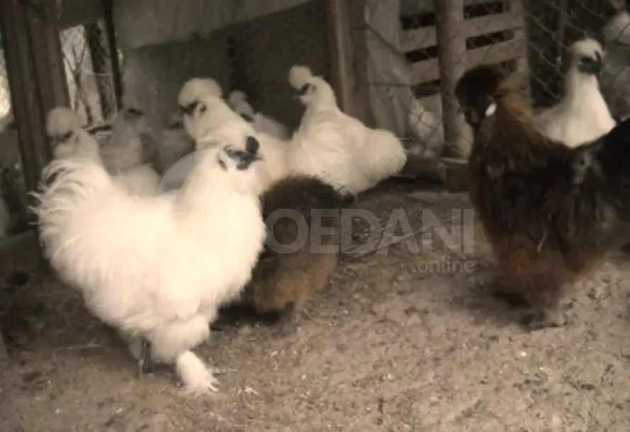 Silk chicken Tbilisi - photo 2