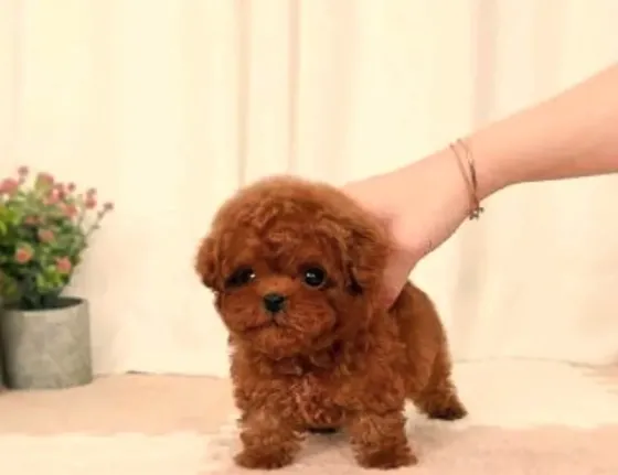 Თოი პუდელი Toy Poodle Tbilisi