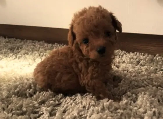 Თოი პუდელი Toy Poodle Tbilisi