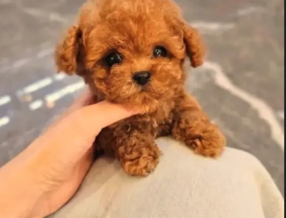 Თოი პუდელი Toy Poodle თბილისი