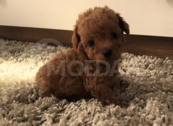 Თოი პუდელი Toy Poodle Tbilisi - photo 3