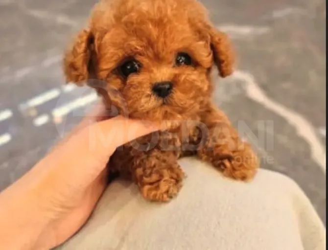 Თოი პუდელი Toy Poodle Tbilisi - photo 2