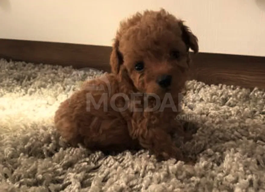 Თოი პუდელი Toy Poodle თბილისი - photo 3