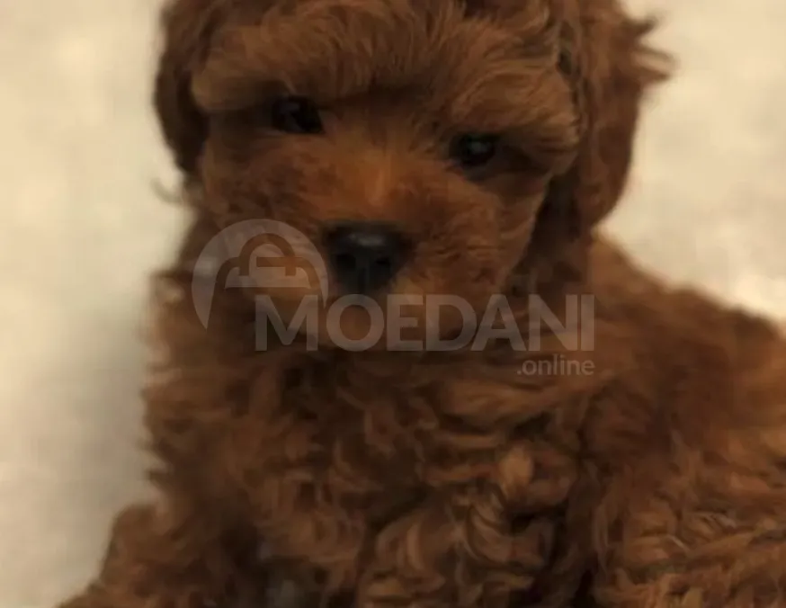 Თoy poodle puppies Tbilisi - photo 3