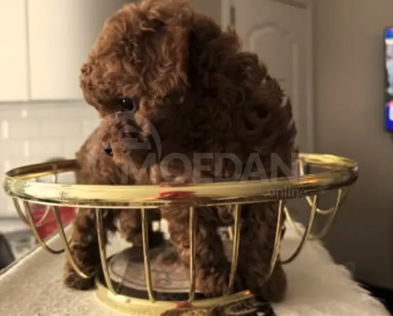 Თoy poodle puppies Tbilisi - photo 5