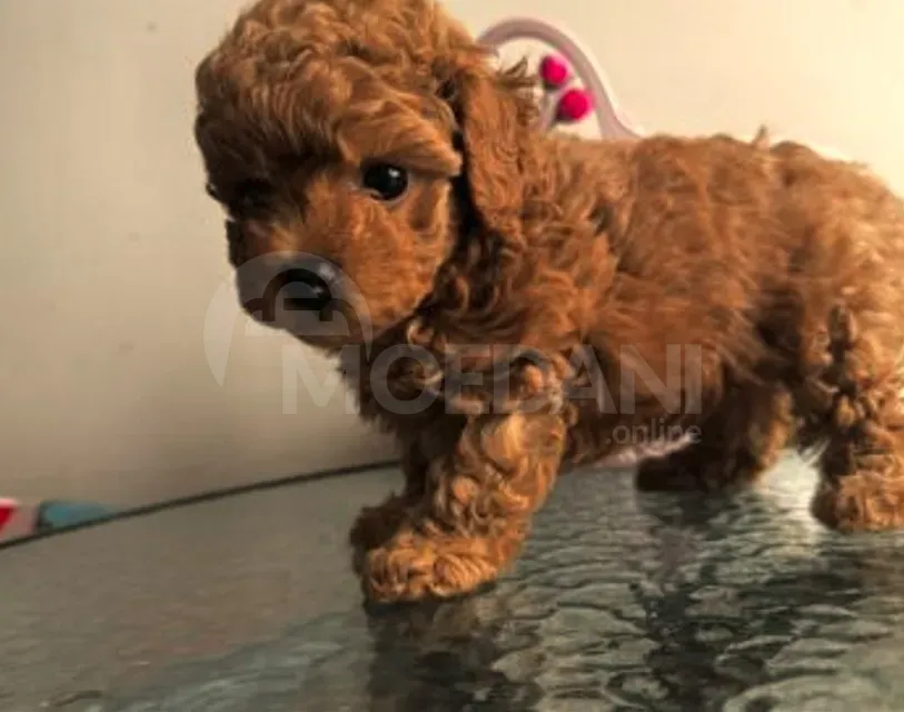 Თoy poodle puppies Tbilisi - photo 4
