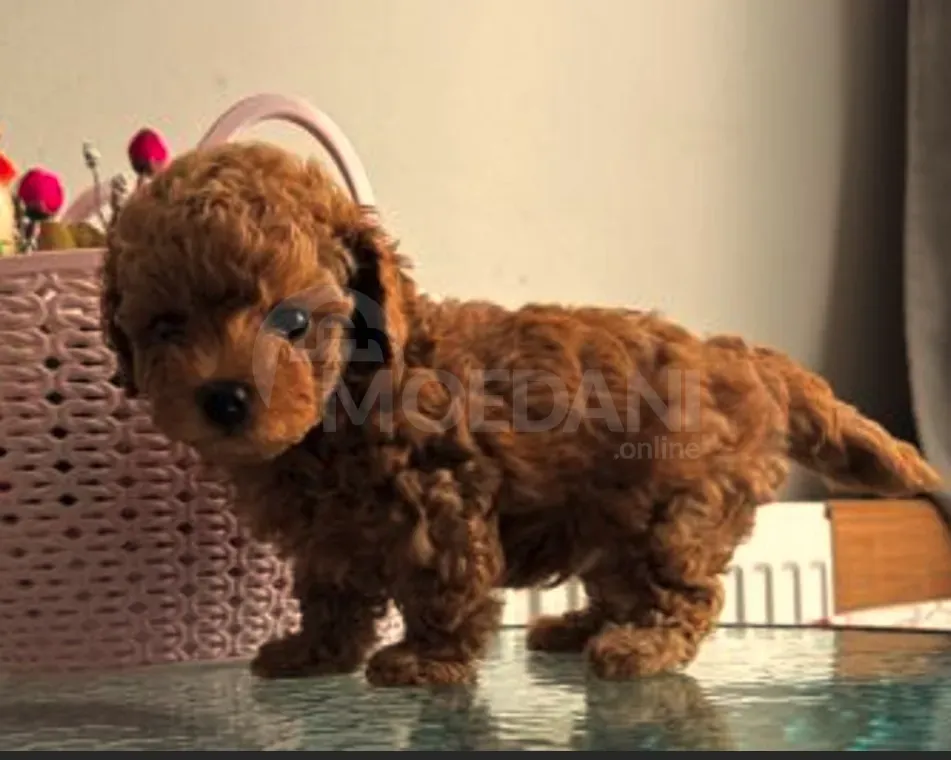 Თoy poodle puppies Tbilisi - photo 1