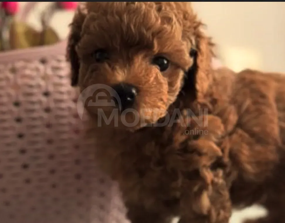 Თoy poodle puppies Tbilisi - photo 2