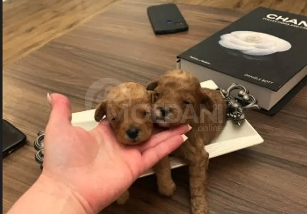 Poodle puppies for sale Tbilisi - photo 1