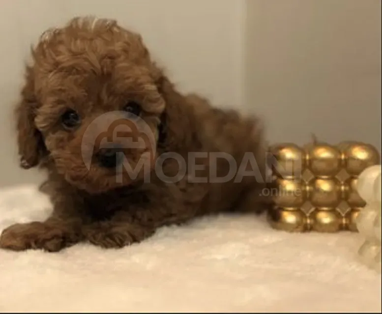 Hey poodle Tbilisi - photo 1