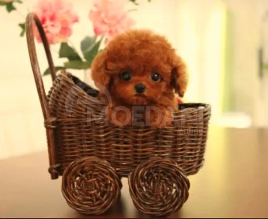 Თოი პუდელის ლეკვი თბილისი - photo 1