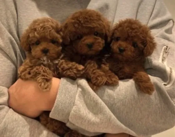 Toy poodle თბილისი