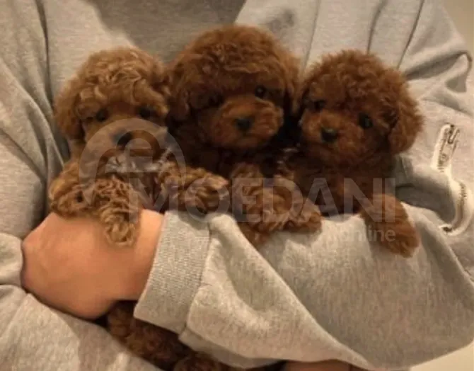 Toy poodle თბილისი - photo 1