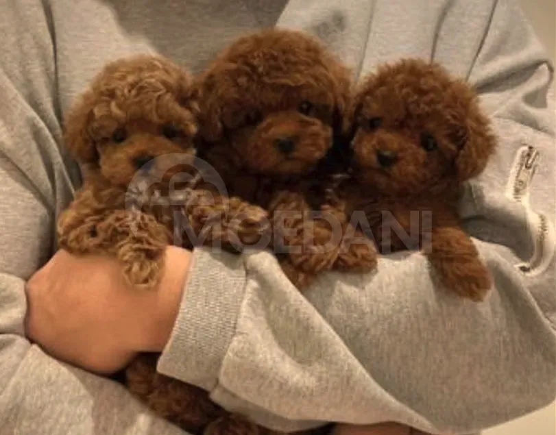 Toy poodle თბილისი - photo 1