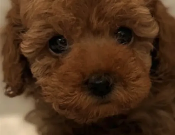 Toy poodle თოი პუდელ Тбилиси