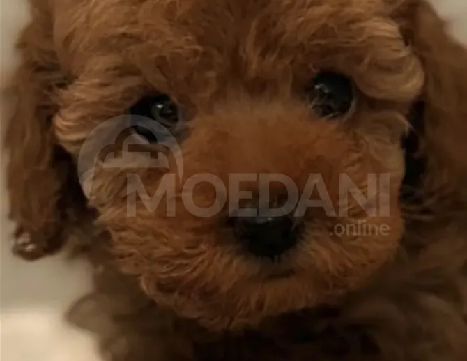 Toy poodle თოი პუდელ თბილისი - photo 1