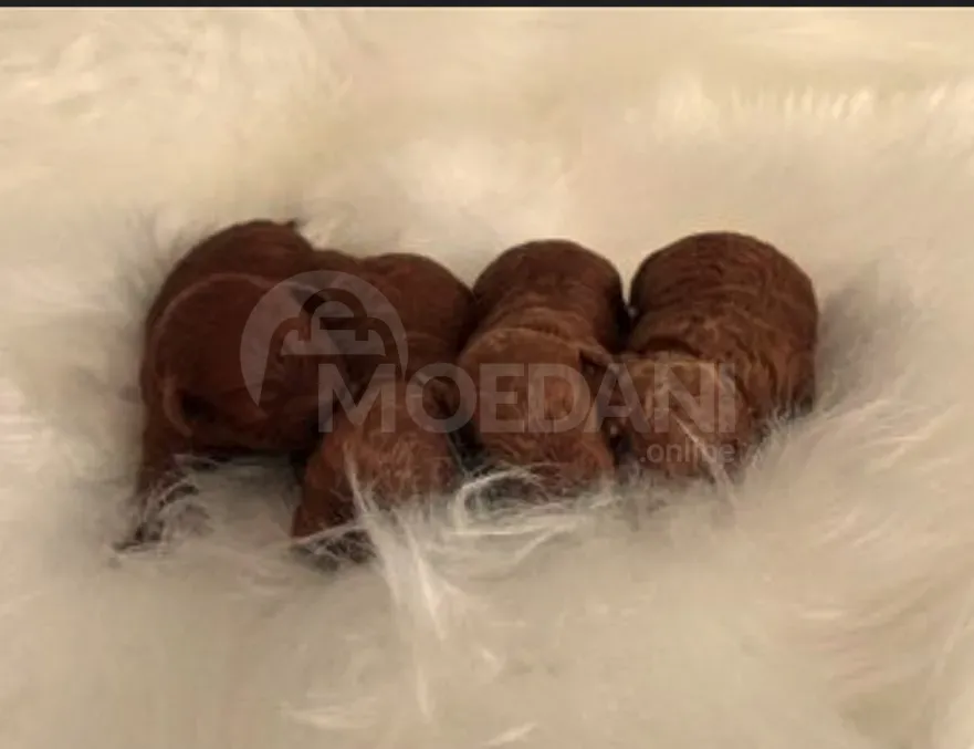 Toy poodle თოი პუდელ თბილისი - photo 2