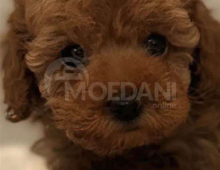 Toy poodle თოი პუდელ თბილისი - photo 1