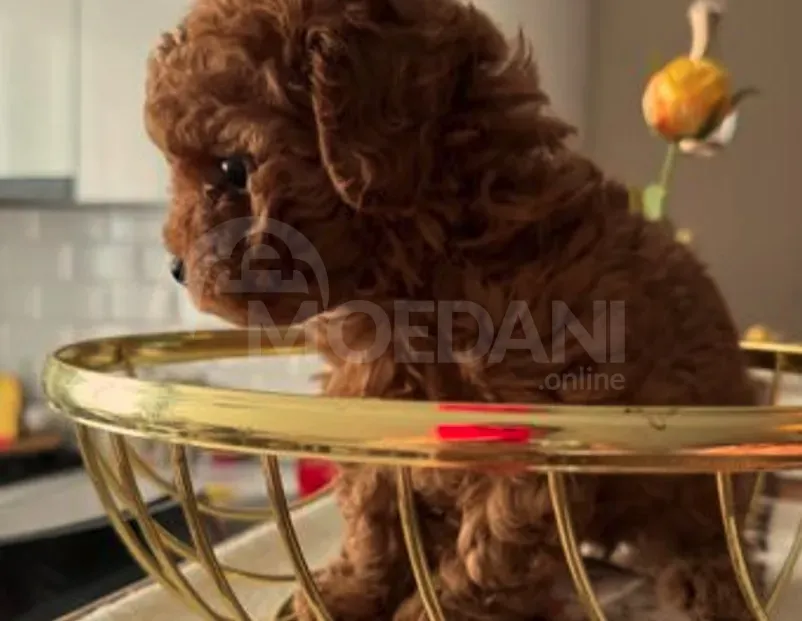 Toy poodle for sale Tbilisi - photo 2