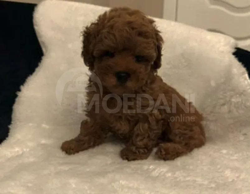 Toy poodle for sale Tbilisi - photo 1